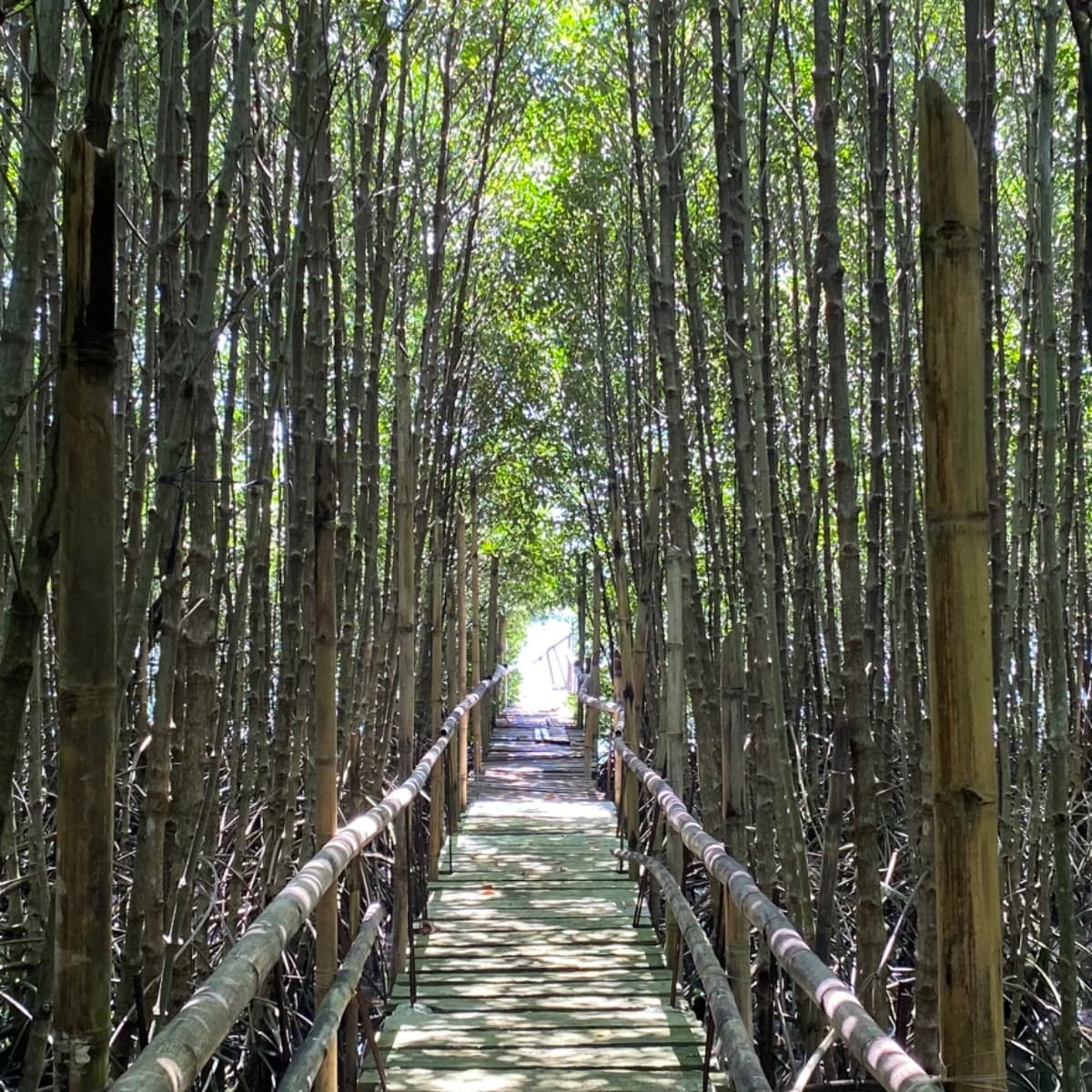 Mature mangroves thrive inside Paraiso Mangrove Eco-Learning Park, serving as a natural coastal defense, providing habitat for wildlife, and supporting biodiversity. (Photo by: Dorothy Fabian)