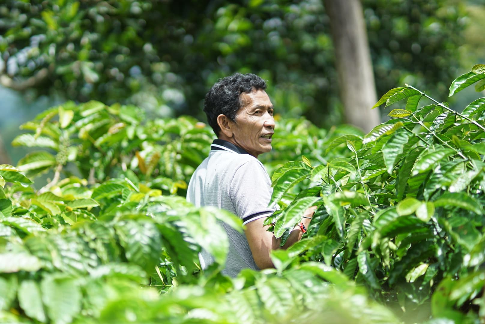 'Ang kape molahutay': inside one Bukidnon farm where the blossoms fall too soon