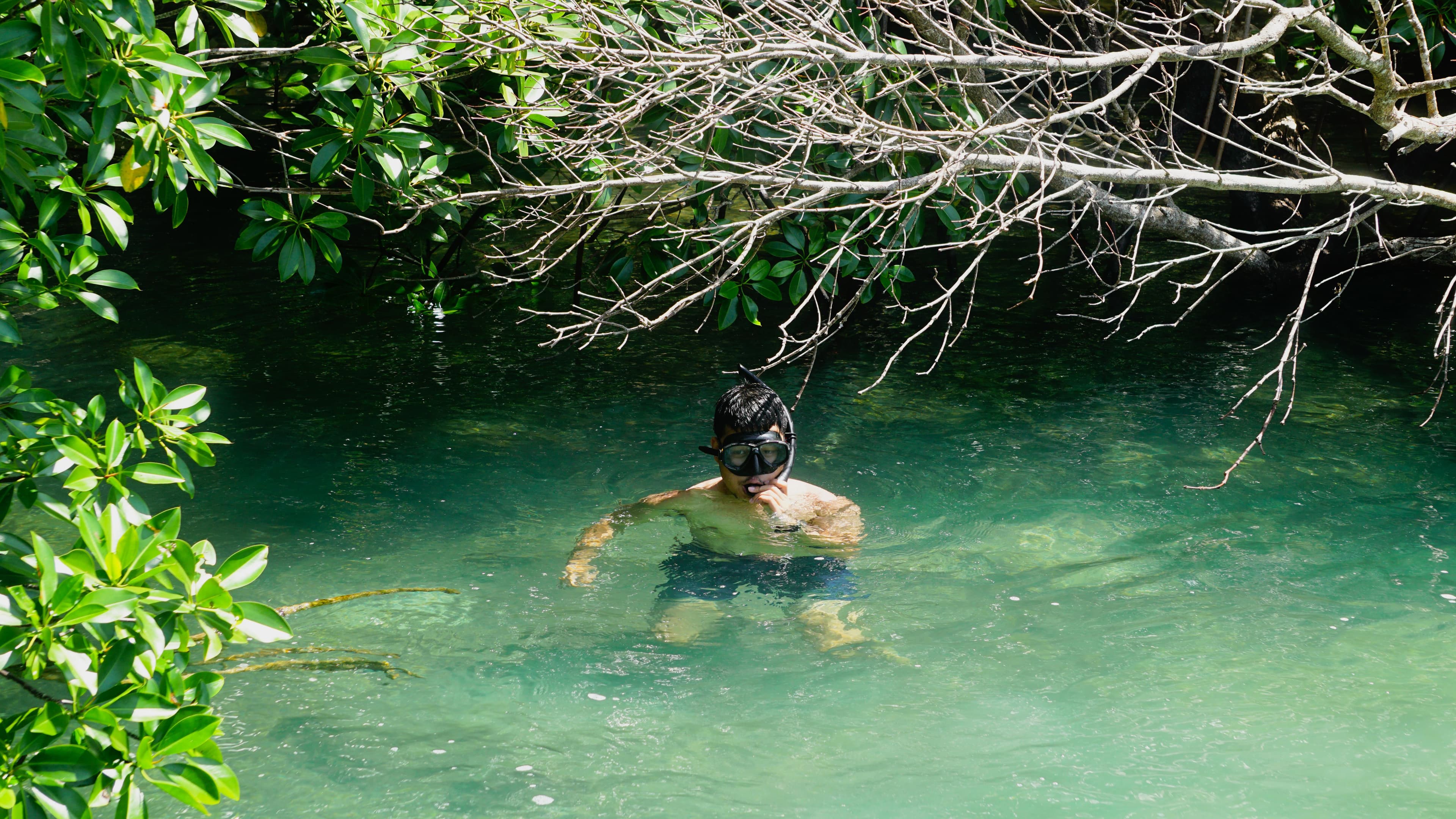 Redirections happen, and it led me to mangroves, then seagrasses