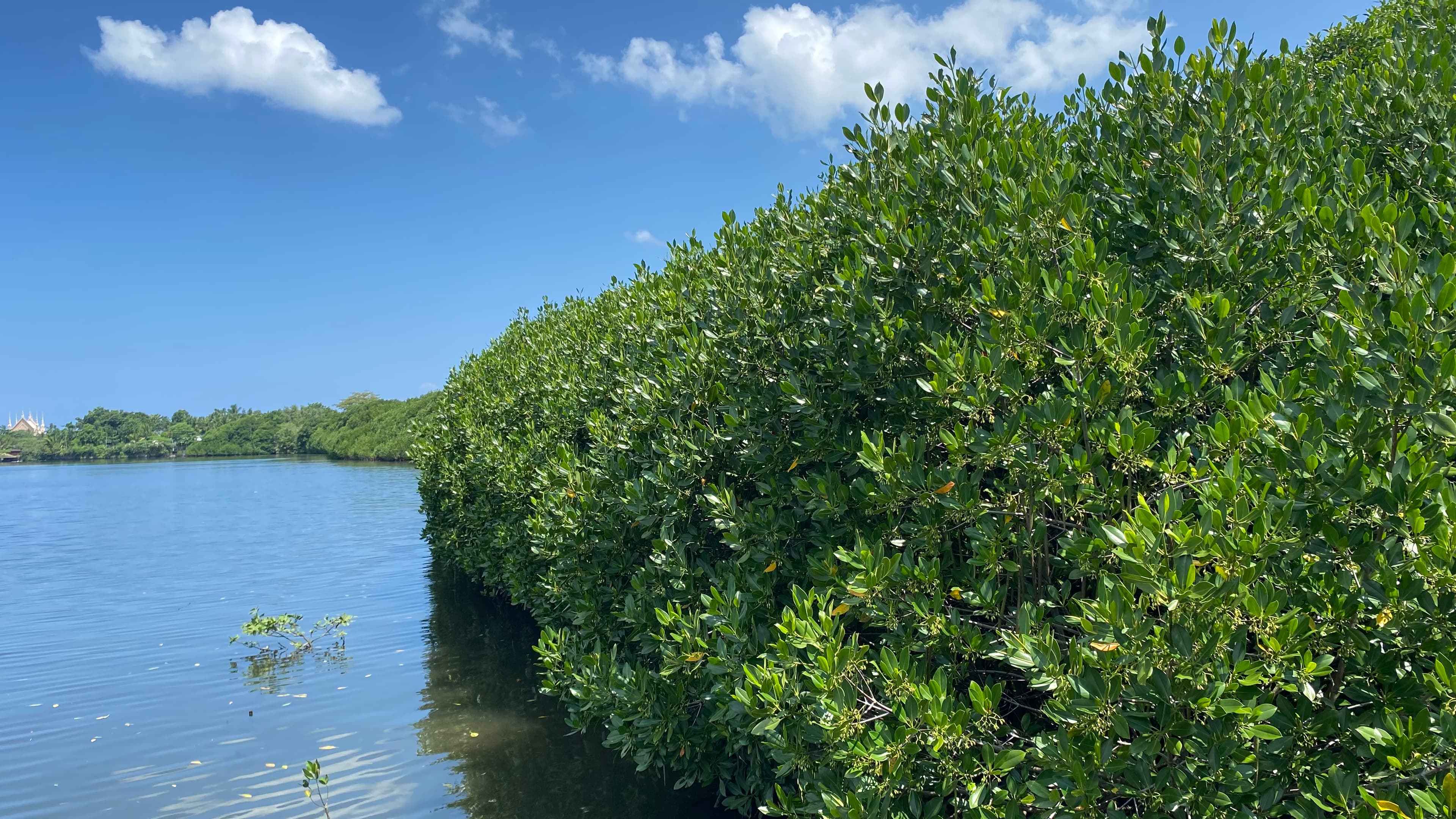 A decade after Yolanda, can one man's mangrove forest survive a highway?