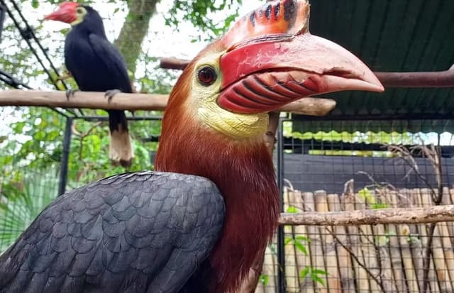 'The trend of extinction has slowed' — meet the West Visayas Big Five